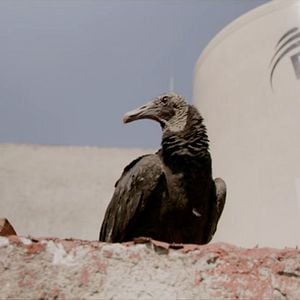 Foto Rotting in the Sun