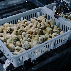 Foto Contaminação: A Verdade Sobre o que Comemos