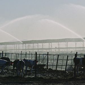 Foto Contaminação: A Verdade Sobre o que Comemos