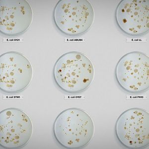 Foto Contaminação: A Verdade Sobre o que Comemos