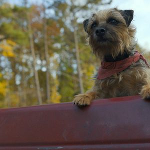 Foto Ruim pra Cachorro