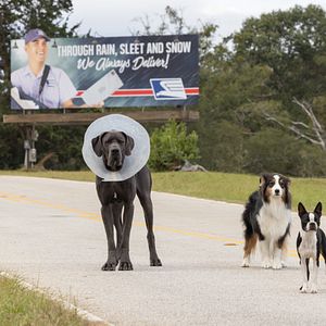 Foto Ruim pra Cachorro