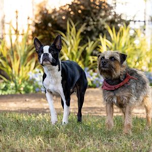 Foto Ruim pra Cachorro