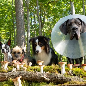 Foto Ruim pra Cachorro