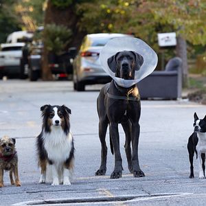 Foto Ruim pra Cachorro