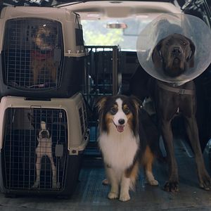 Foto Ruim pra Cachorro