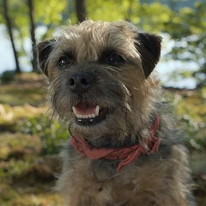 Foto Ruim pra Cachorro