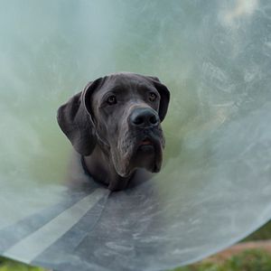 Foto Ruim pra Cachorro