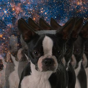 Foto Ruim pra Cachorro