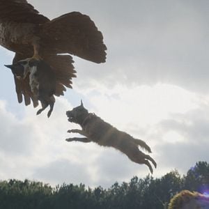 Foto Ruim pra Cachorro