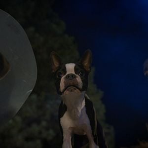 Foto Ruim pra Cachorro