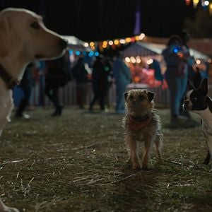 Foto Ruim pra Cachorro