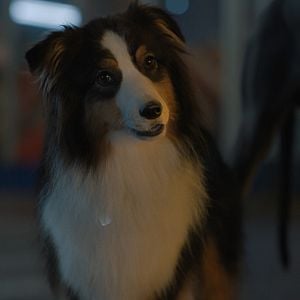 Foto Ruim pra Cachorro