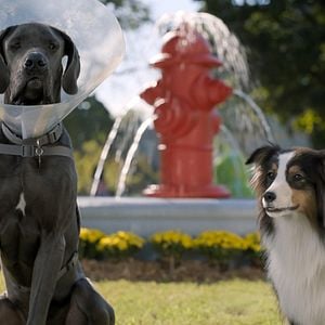 Foto Ruim pra Cachorro