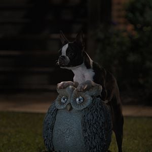 Foto Ruim pra Cachorro