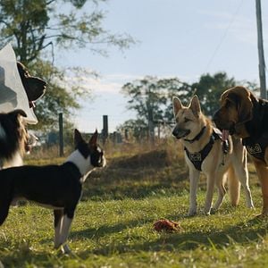 Foto Ruim pra Cachorro