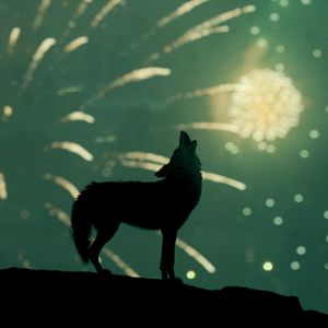 Foto Something in the Dirt