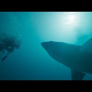 Foto Terror nas Profundezas