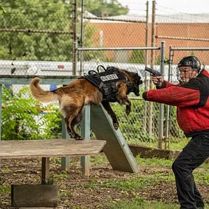 Foto Farejando Vingança
