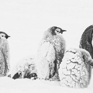 Foto Antártica: Continente Magnético