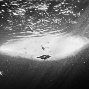 Foto Antártica: Continente Magnético