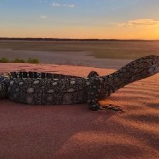 Foto Built to Survive