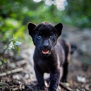 Foto A Última Onça Negra