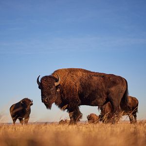 Foto Butcher's Crossing