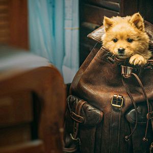 Foto Hachiko - Para Sempre