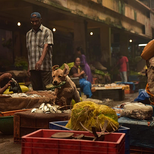 Foto Charlie: Um Cachorro Especial