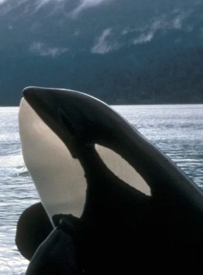 Pôster de Free Willy (2028)