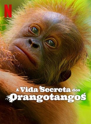 Secret Lives of Orangutans