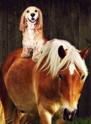 A Dog & Pony Show