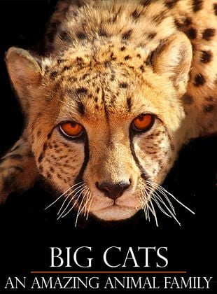 Pôster de Dinastia Felina