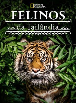 Felinos da Tailândia