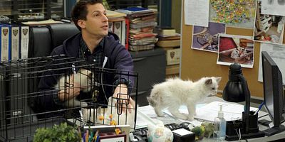 Pôster de Terry Kitties