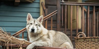 Pôster de America the Beautiful