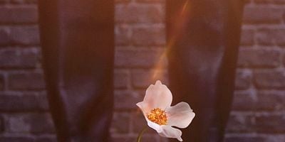 Pôster de The Tiger's Cave