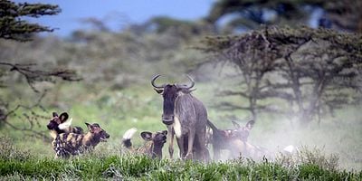Pôster de Um Só Planeta