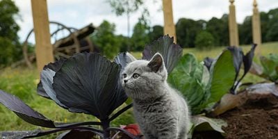 Pôster de Perpetual Adoration