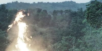 Pôster de Dolorosa realidad