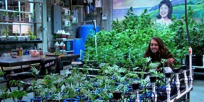 Pôster de Blue Dream