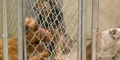 Pôster de Looking For Lucky