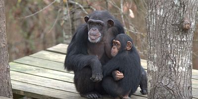 Pôster de Welcome to Chimp Haven