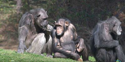 Pôster de Reign & Rivals