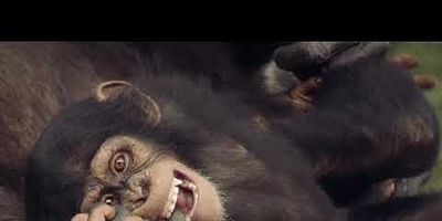 Pôster de Rivals and Rebels