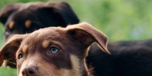 Pôster de Episódio 1