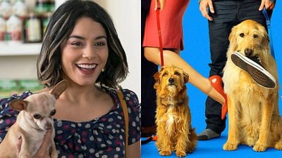 Imagem da notícia Sessão da Tarde (27/03): Filme Nossa Vida com Cães tem um elenco especial – os cachorros mais adoráveis que você já viu!
