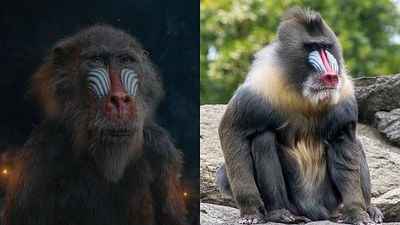 Imagem da notícia Quais são os animais presentes em Mufasa? Compare os personagens com os seres da vida real