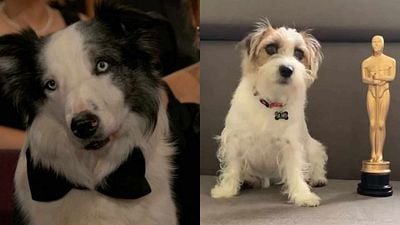 Imagem da notícia Nem Messi, nem Pimpão: Este é o cachorro com a carreira mais extensa no cinema